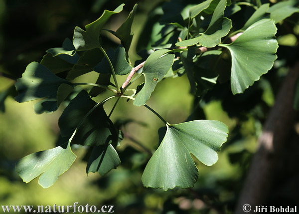 Ginko dvojlaločné (Ginkgo biloba)