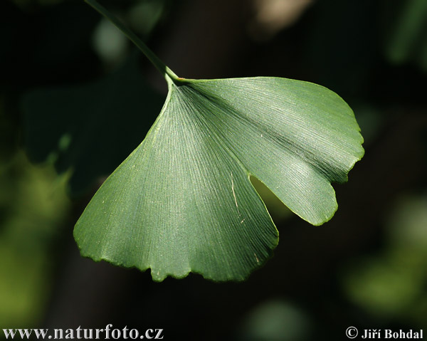 Ginko dvojlaločné (Ginkgo biloba)