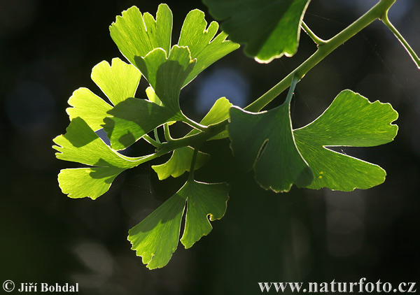 Ginko dvojlaločné (Ginkgo biloba)