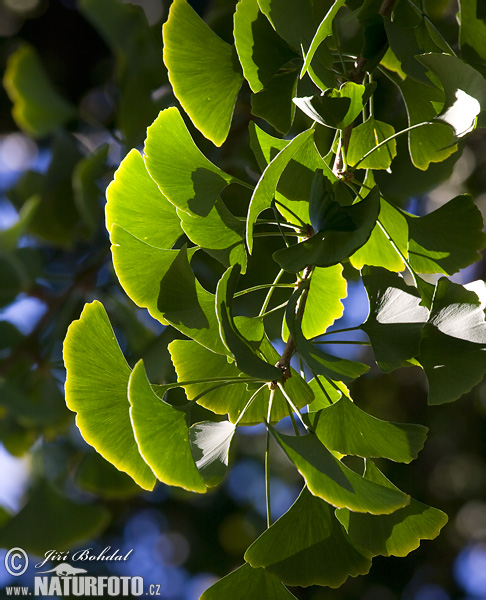 Ginko dvojlaločné (Ginkgo biloba)