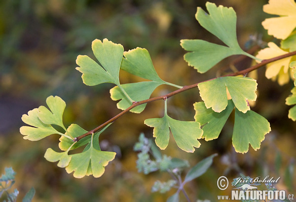 Ginko dvojlaločné (Ginkgo biloba)