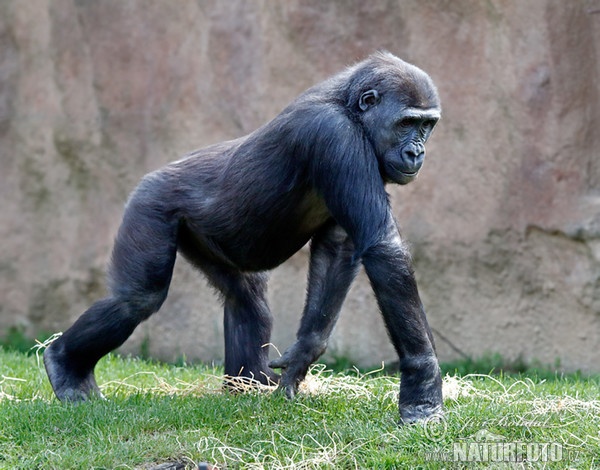 Gorila nížinná (Gorilla gorilla)