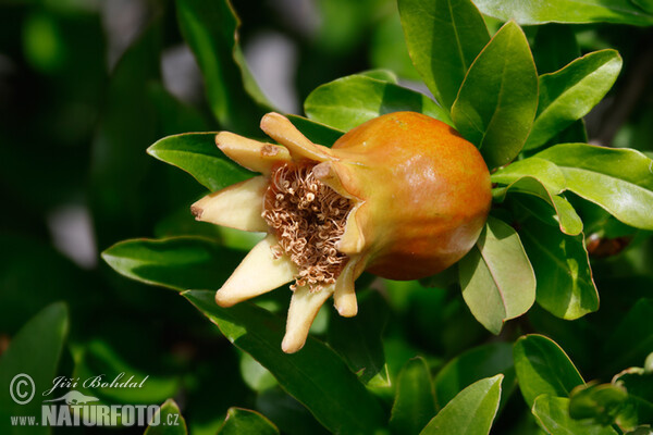 Granátové jablko (Punica granatum)