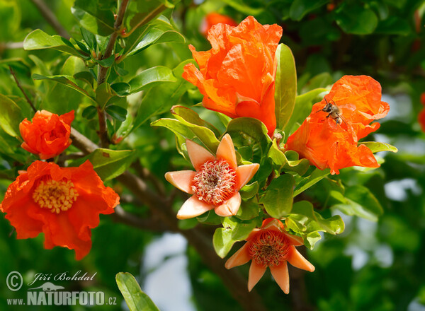 Granátovník púnsky (Punica granatum)