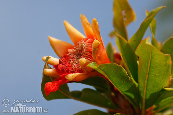 Granátovník púnsky (Punica granatum)