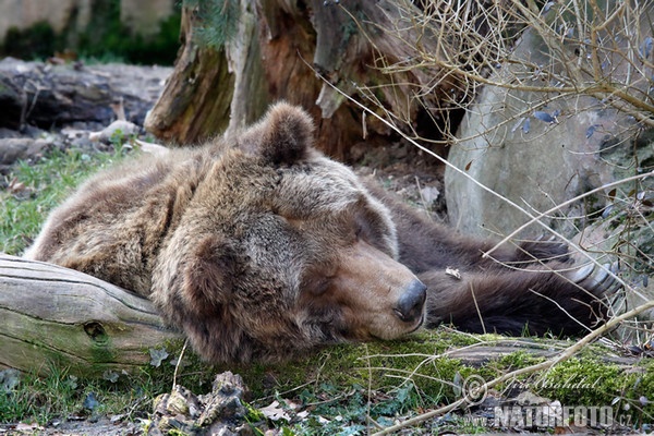 Grizzly (Ursus arctos horribilis)