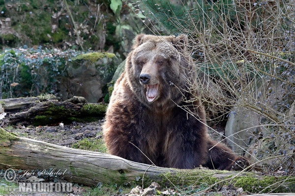 Grizzly (Ursus arctos horribilis)