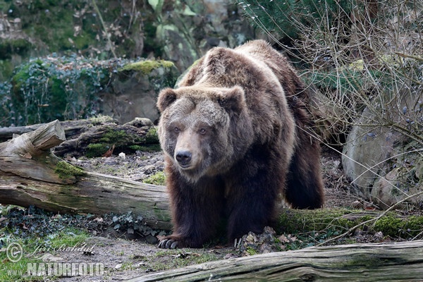 Grizzly (Ursus arctos horribilis)