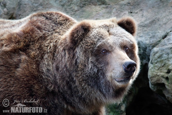 Grizzly (Ursus arctos horribilis)