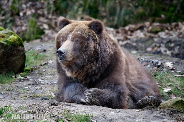 Grizzly (Ursus arctos horribilis)