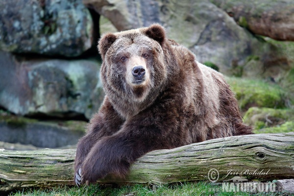 Grizzly (Ursus arctos horribilis)