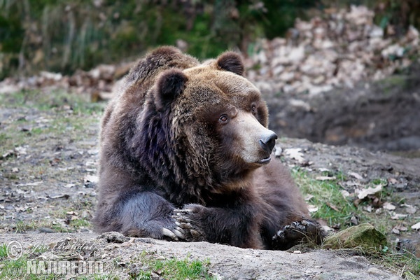Grizzly (Ursus arctos horribilis)