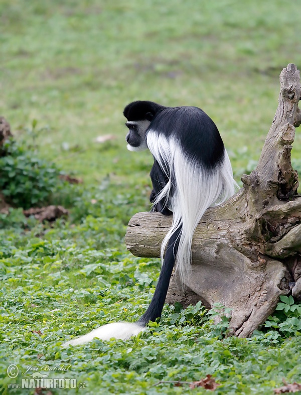 Gueréza pláštiková (Colobus guereza)