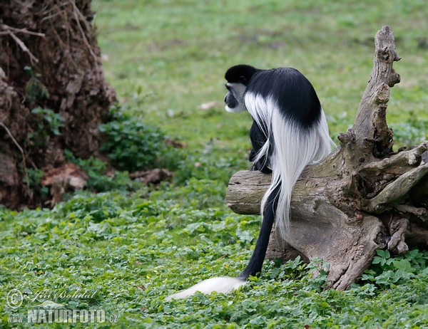 Gueréza pláštíková (Colobus guereza)