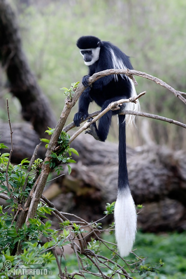 Gueréza pláštiková (Colobus guereza)