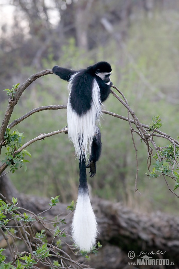 Gueréza pláštiková (Colobus guereza)