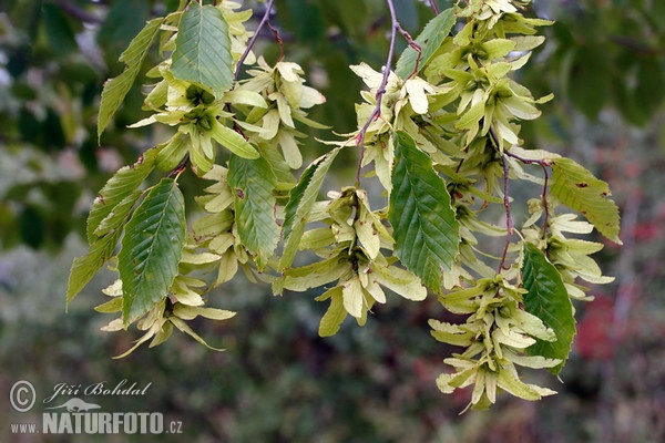 Habr obecný (Carpinus betulus)