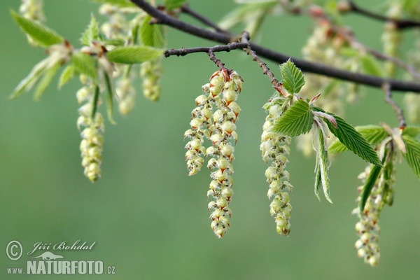 Habr obecný (Carpinus betulus)