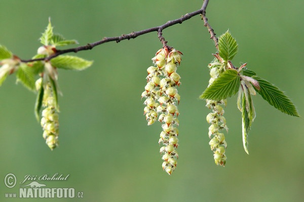 Habr obecný (Carpinus betulus)