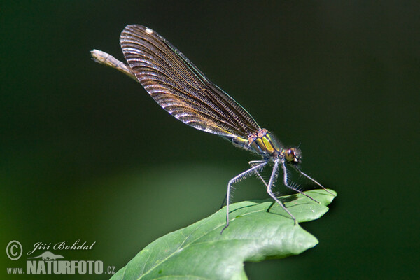 Hadovka obyčajná (Calopteryx virgo)