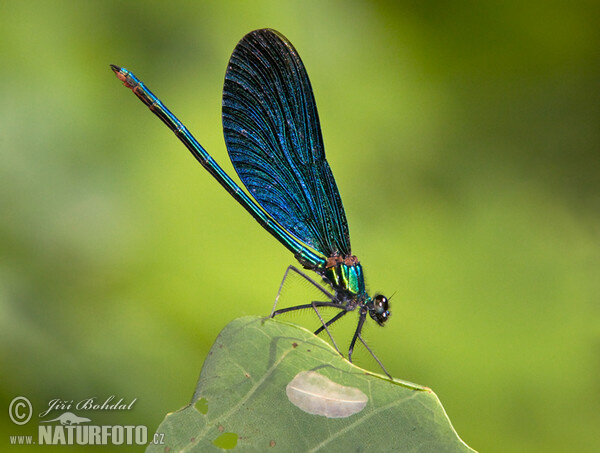 Hadovka obyčajná (Calopteryx virgo)