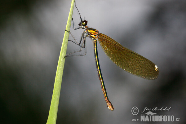 Hadovka obyčajná (Calopteryx virgo)