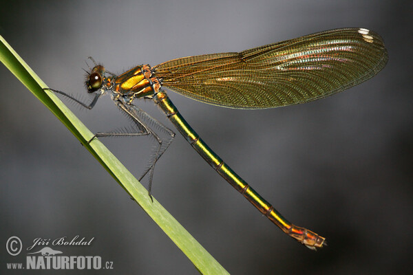 Hadovka obyčajná (Calopteryx virgo)