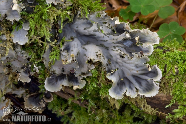 Hávnatka (Peltigera sp.)