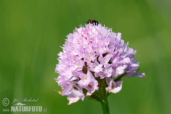 Hlavinka horská (Traunsteinera globosa)