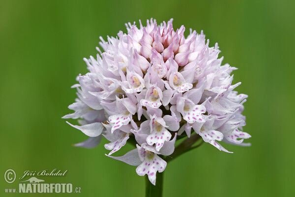 Hlavinka horská (Traunsteinera globosa)