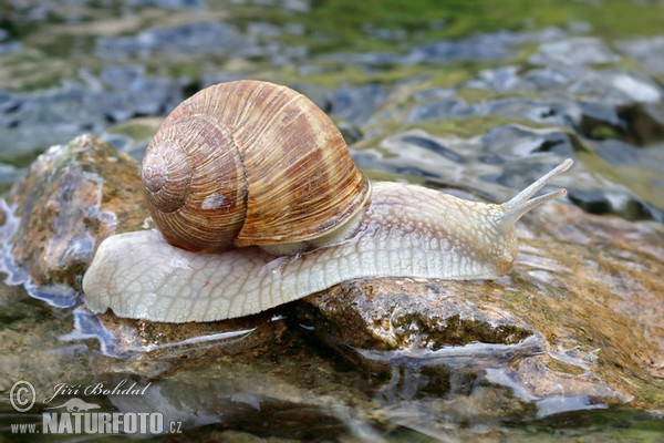 Hlemýžď zahradní (Helix pomatia)