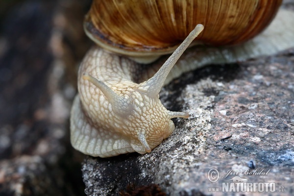 Hlemýžď zahradní (Helix pomatia)