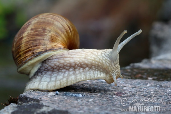 Hlemýžď zahradní (Helix pomatia)