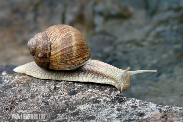 Hlemýžď zahradní (Helix pomatia)