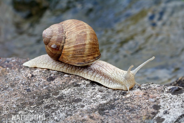 Hlemýžď zahradní (Helix pomatia)