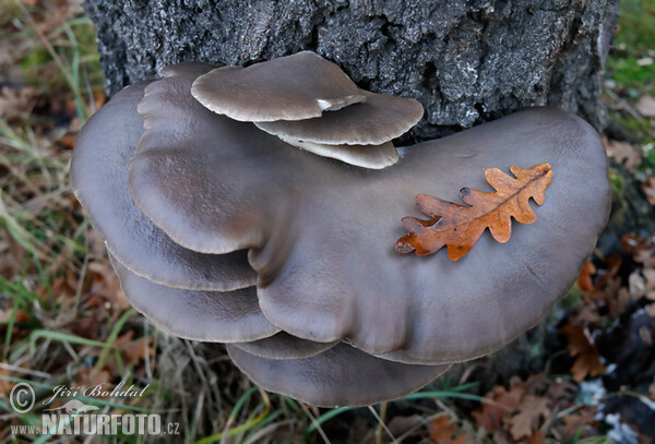 Hlíva ústřičná (Pleurotus ostreatus)