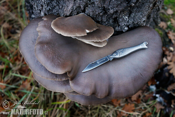 Hlíva ústřičná (Pleurotus ostreatus)