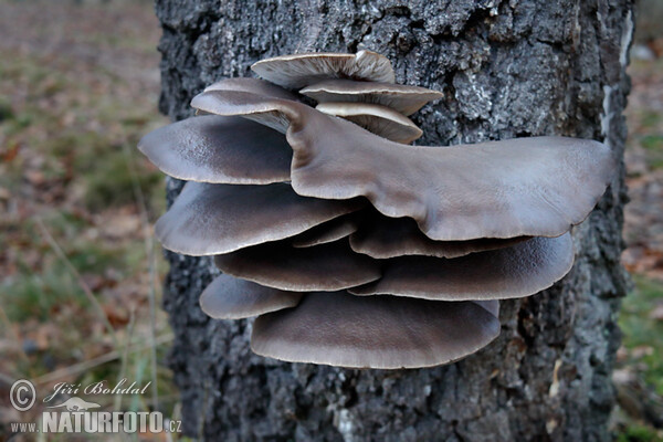 Hlíva ústřičná (Pleurotus ostreatus)