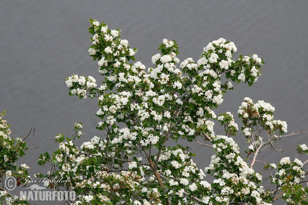 Hloh jednosemenný (Crataegus monogyna)