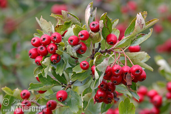 Hloh jednosemenný (Crataegus monogyna)