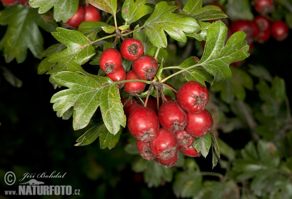 Hloh jednosemenný (Crataegus monogyna)