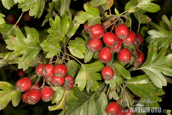 Hloh jednosemenný (Crataegus monogyna)