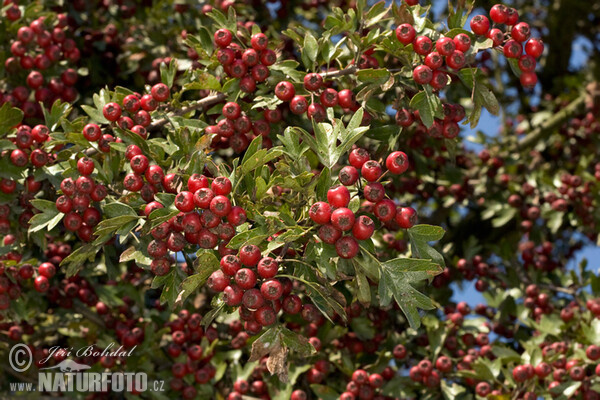 Hloh jednosemenný (Crataegus monogyna)