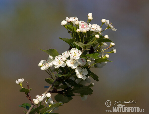 Hloh jednosemenný (Crataegus monogyna)