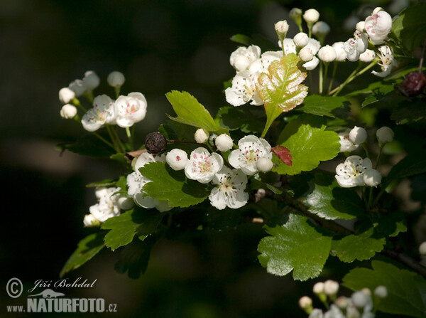 Hloh jednosemenný (Crataegus monogyna)