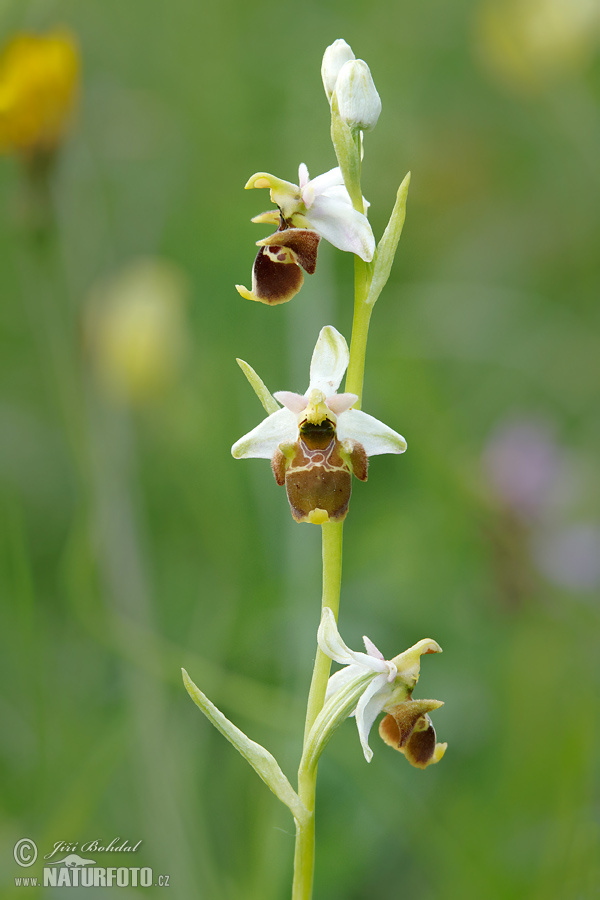 Hmyzovník Holubyho (Ophrys holoserica subsp. holubyana)