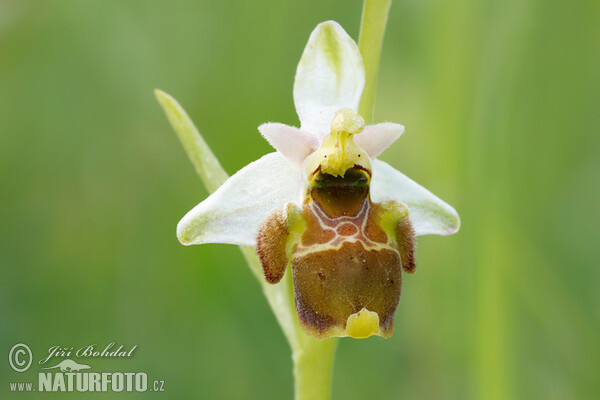 Hmyzovník Holubyho (Ophrys holoserica subsp. holubyana)