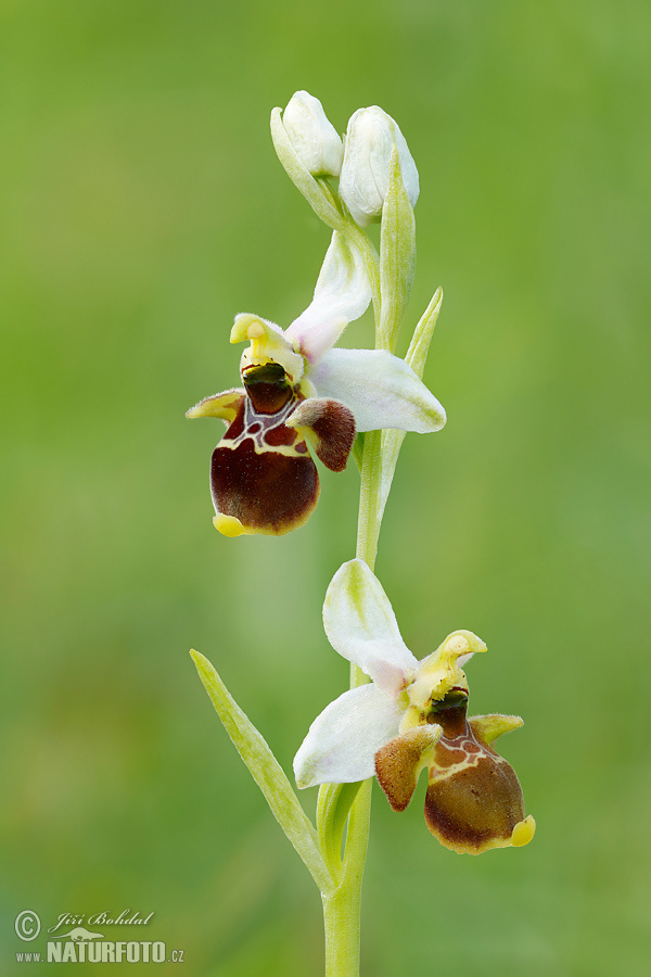 Hmyzovník Holubyho (Ophrys holoserica subsp. holubyana)
