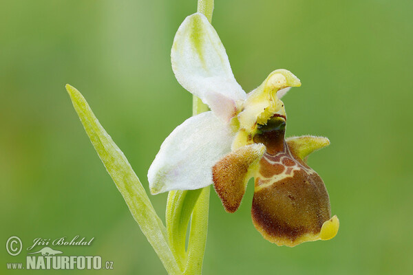 Hmyzovník Holubyho (Ophrys holoserica subsp. holubyana)