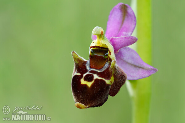 Hmyzovník Holubyho (Ophrys holoserica subsp. holubyana)